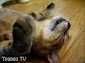 ツネオ君の涼しいにゃ♪ cool cat tsuneo