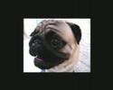Dancy Pug