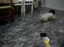 Meg crazy puppy1 - Lhasa Apso Meg crazy puppy1 - Lhasa Apso
