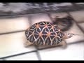 Fastest tortoise alive!