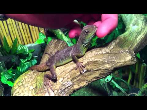 how to cure mbd in chinese water dragons