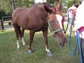 Horse Shopping: Bessy&Grace