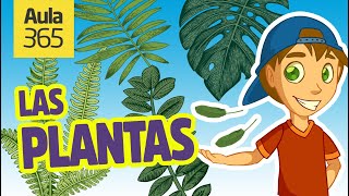 Partes de las Plantas y la Fotosíntesis