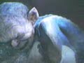 Gollum Gollum