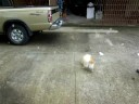 Milana chasing bubbles