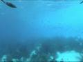 Turtle & Squid - Bonaire 2007