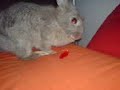 M�h und die Dose