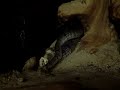 Aspidelaps cowlesi mating Aspidelaps cowlesi mating