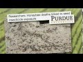 Killing Bees: Are Government And Industry Responsible?