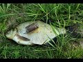 Видео - Ловлю Леща на Фидер Рыбалка на Фидерную Оснастку Рыбалка Осенью
