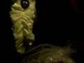 halloween horror 2009