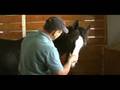 Masterson Method™ Equine Massage