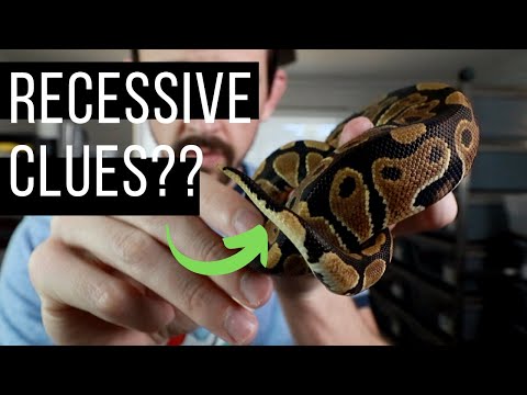 YouTube reptile video