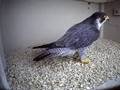Who's that in the clean nest box?