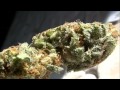 Pot of Gold - Indica 19.96% THC: Top Shelf Weed Review in HD