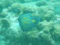 Blue ringed Angelfish   ??????