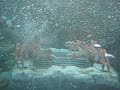Disneyland Crabs Underwater