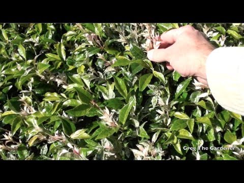 how to replant jasmine