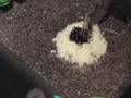 Making Onigiri (clean way)