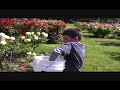 Deadheading Day at the San Jose Rose Garden