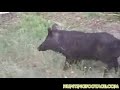 Bow Hunting Wild Boar -- Bill\