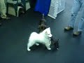 Doobee playing with puppies Doobee playing with puppies
