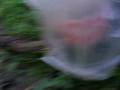 videos de bottle bomb 2