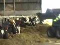 aardappels voeren met de bobcat