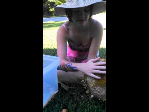 how to harvest sunflower seeds to replant