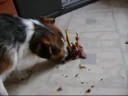 Dunya 4 jaar geworden TaartjesTijd!!!!!!! Dunya 4 jaar geworden TaartjesTijd!!!!!!!