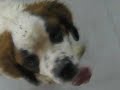 Amor de perros