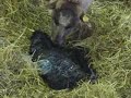 Shetland schapen - THE GREEN MEADOWS - Shetland schapen - THE GREEN MEADOWS -