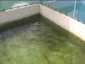 Feeding Arowanas in a Pond Feeding Arowanas in a Pond