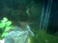 videos de pirañas comiendo