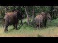 Animales Borrachos