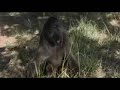 Animales Borrachos