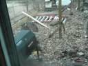 deer in our backyard! deer in our backyard!