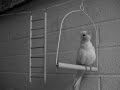 Plumpy the cockatiel playing