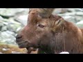 Bouquetins et Chamois du Parc de La Vanoise