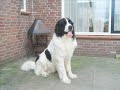 Mauritz ....Landseer ECT