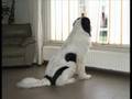 Mauritz ....Landseer ECT