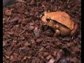 Dyscophus Antongili Dyscophus Antongili