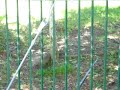 Homosexual Squirrel Sex--Rated X! Homosexual Squirrel Sex--Rated X!