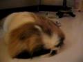 snorering pekingese