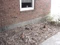 Squirrel Video One