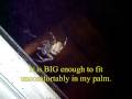 Creepy Crawlies Creepy Crawlies
