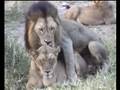 LION'S SEX(ual behaviour)