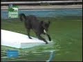 Smart Dog - Gets a ball from the pool Smart Dog - Gets a ball from the pool