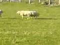 videos de Animal 2 on 1