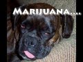Drug test